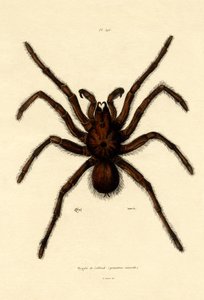 Tarantule - French School